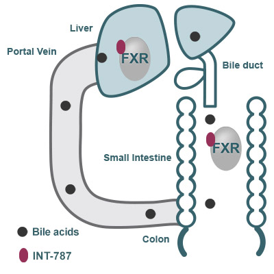farnesoid x receptor